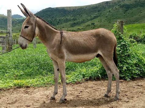 Asno, jumento, jegue, burro, mula e bardoto (diferença)